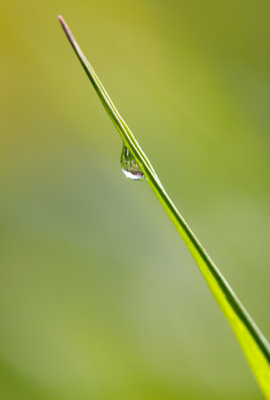 Water droplet on a grass stem in nature. Macroの写真素材