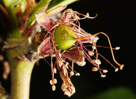 A small green flower bud with brown spots. The bud is surrounded by dried leaves and stems. Concept of decay and the passage of timeの写真素材