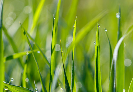 Dew drops on green grass in nature. Macroの写真素材