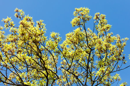 A tree with green leaves and a blue sky in the background. The tree is full of leaves and the sky is clear and brightの写真素材
