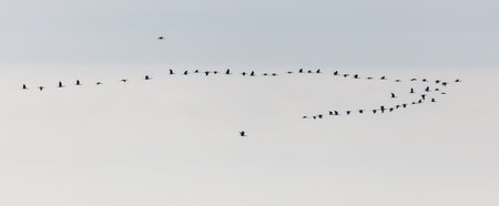 A flock of birds flying in a circle in the sky. The birds are flying in a tight formation, creating a sense of unity and harmony. The scene is peaceful and sereneの写真素材