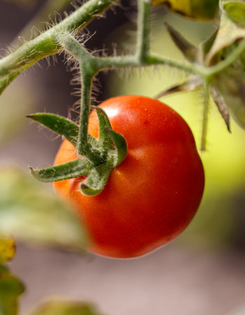 A ripe tomato hanging from a plant. The tomato is red and has a stem. Concept of freshness and abundance, as the tomato is ripe and ready to be eatenの写真素材