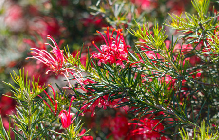 A bush with red flowers is in full bloom. The flowers are pink and have a long stem. The bush is surrounded by green leavesの写真素材