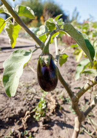 A purple eggplant is hanging from a plant. The plant is surrounded by dirt and grass. The eggplant is the main focus of the image, and it is ripe and ready to be pickedの写真素材
