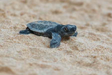 The turtles hatch from their eggs and crawl along the sand towards the ocean.の写真素材
