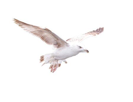 Seagull bird in flight isolated on white background.の写真素材