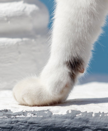 A cat's paw is shown on a white surface. The paw is white and has black spots. The cat is standing on a ledge, looking down at the ground. Concept of curiosity and funの写真素材