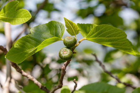 Two small green fruits are hanging from a leaf. The leaf is green and has a few brown spotsの写真素材
