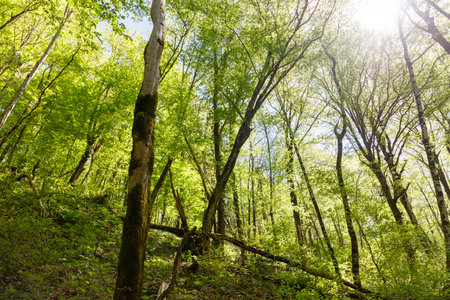 A forest with a tree that has moss growing on it. The moss is green and the tree is tallの写真素材
