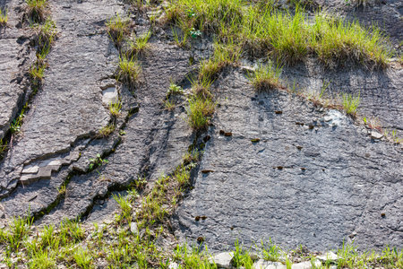 A cracked concrete slab with grass growing out of it. The grass is green and the cracks are deepの写真素材
