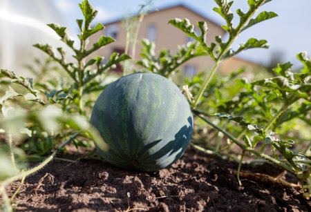 A watermelon is sitting on the ground in a garden. The garden is full of green plants and the watermelon is surrounded by leavesの写真素材
