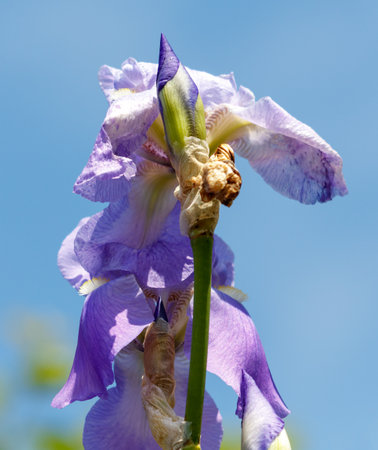 A purple flower with a green stem. The flower is in full bloom and has a blue sky in the background