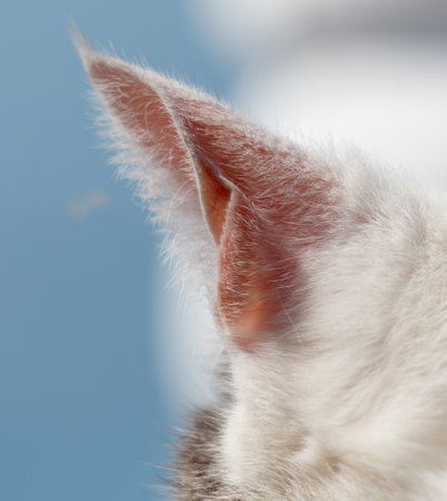 A cat's ear is shown with a blue sky in the background. The ear is fluffy and has a pinkish colorの写真素材