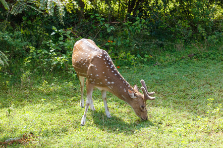 A deer is grazing in a grassy field. The deer is brown and white with black spotsの写真素材