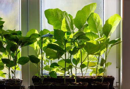 A window sill with several potted plants, including a few small green plants. The plants are in different sizes and shapes, and they are all in the same potの写真素材
