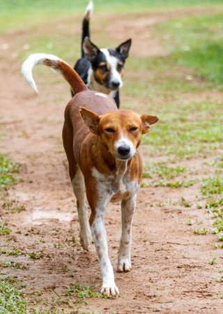 Two dogs are walking on a dirt path. One is brown and white and the other is black and whiteの写真素材