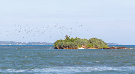 A small island is surrounded by water and has a lot of birds flying around it. The birds are scattered all over the island and the water. The scene is peaceful and sereneの写真素材