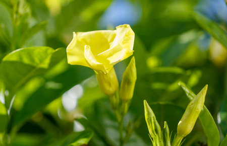A yellow flower is in the foreground of a green bush. The flower is surrounded by green leaves and is the main focus of the imageの写真素材