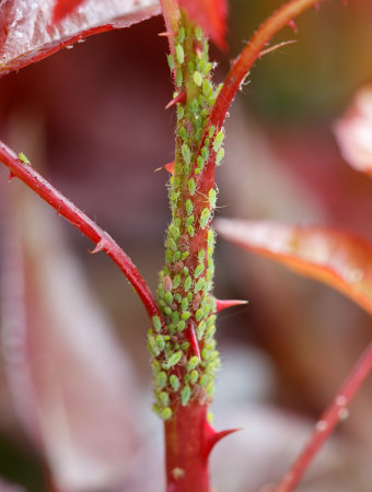 A plant is infested with bugs. The bugs are green and are crawling all over the plantの写真素材