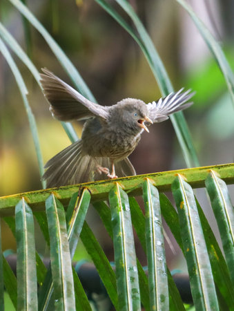 A bird is perched on a green leafy branch. The bird is singing and he is enjoying itselfの写真素材