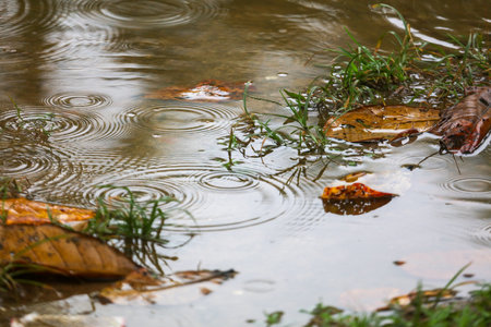 A puddle of water with leaves floating on top. The water is murky and the leaves are brownの写真素材