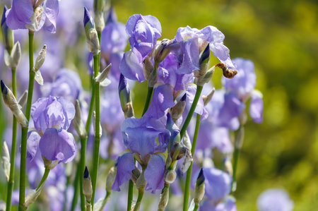 A bunch of purple flowers with a bee on one of them. The flowers are in a field and the bee is on a purple flowerの写真素材
