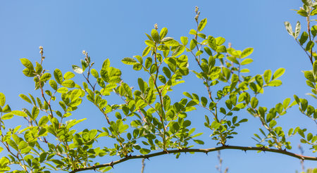 A tree with green leaves is growing in the sky. The leaves are large and vibrant, and they are spread out in a way that creates a sense of movement and life. The sky above the tree is a bright blueの写真素材