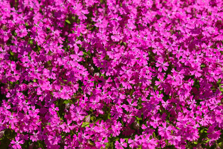 A field of pink flowers with a bright blue sky in the background. The flowers are in full bloom and the sky is clear and sunnyの写真素材