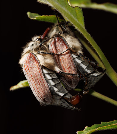 Two bugs are on a leaf, one is brown and the other is white. The bugs are close to each other and...