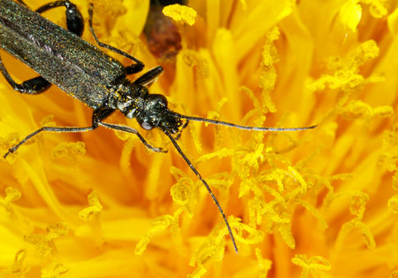 A black bug is on a yellow flower. The bug is looking at the camera. The flower is yellow and has a lot of petalsの写真素材