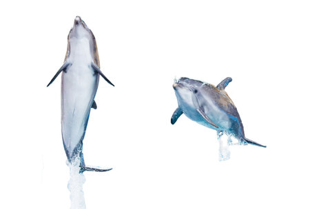 Two dolphins are flying in the air. The image has a sense of freedom and joy. The dolphins are in the middle of the sky, and their white and black colors create a beautiful contrastの写真素材