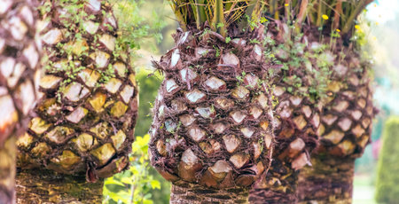 Three palm trees with a brown trunk and green leaves. The trunk of the tree is covered in brown spotsの写真素材