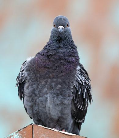 A pigeon is standing on a ledge and looking at the camera. The bird has a black and gray body with a white patch on its chest. The image has a calm and peaceful moodの写真素材