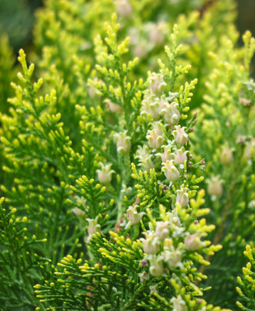 A cluster of green leaves with yellow flowers is visible in the image. The flowers are small and yellow, and they are scattered throughout the leaves. The leaves themselves are green and yellowの写真素材