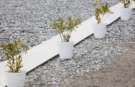 A row of white potted plants are lined up on a gravel path. The plants are small and appear to be in pots. The gravel path is a stark contrast to the white pots, creating a sense of balanceの写真素材
