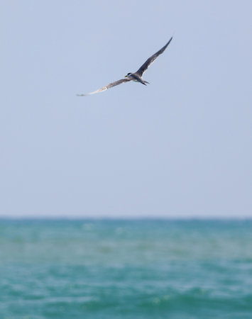A bird is flying over the ocean. The sky is clear and blue, and the water is calmの写真素材