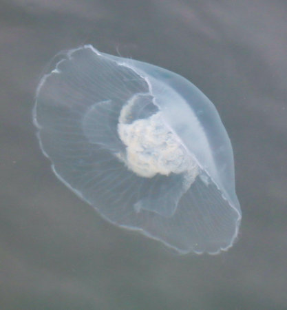 A jellyfish is floating in the water. The jellyfish is white and has a round shapeの写真素材