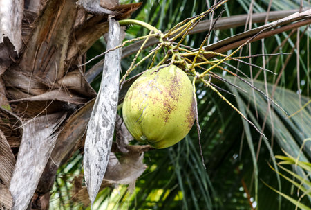 A green coconut hanging from a tree. The coconut is covered in dirt and has a few brown spotsの写真素材