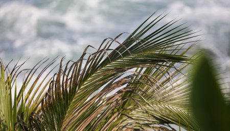 A palm tree with brown leaves is in front of the ocean. The palm tree is in the foreground and the ocean is in the backgroundの写真素材