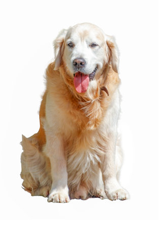 A golden retriever is sitting on a white background. The dog has a pink tongue and is looking at the cameraの写真素材