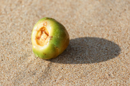 A green fruit with a hole in it is laying on the sand. The fruit is partially eaten and has a brown spot on it. The image has a calm and peaceful moodの写真素材