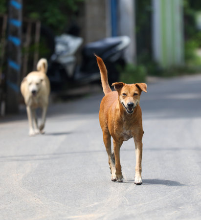 Two dogs are walking down a street, one of which is brown. The dogs are walking next to each other and appear to be enjoying their walkの写真素材