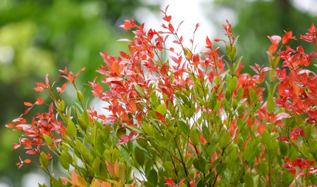 A bush with red leaves and green leaves. The red leaves are in full bloomの写真素材