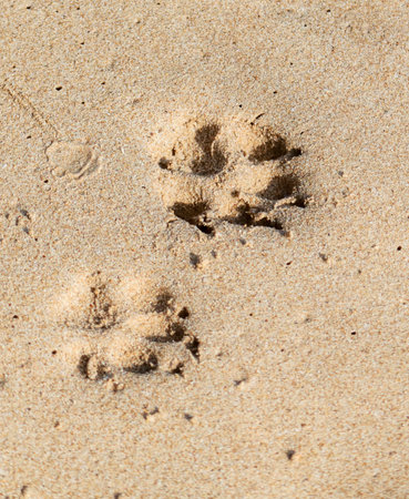 Two paw prints in the sand, one on the left and one on the right. The sand is light brown and the prints are smallの写真素材