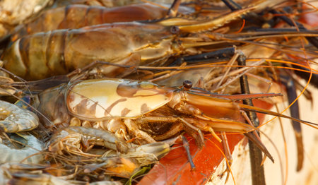 A close up of a shrimp with a yellow spot on its back. The shrimp is surrounded by other shrimp, some of which are also yellow. Concept of abundance and varietyの写真素材