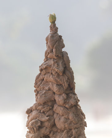 A small green plant is growing on top of a large pile of dirt. The dirt is brown and made up of sand and clay. The plant is small and struggling to grow in the harsh environment.の写真素材