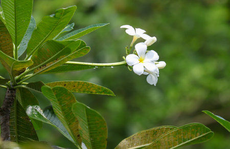 A white flower is on a leaf. The leaf is green and has a brown spot. The flower is the main focus of the imageの写真素材