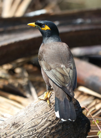 A bird is perched on a log. The bird is black and yellow. The bird is looking to the rightの写真素材