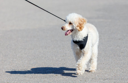A white poodle is walking on a sidewalk with a leash. The dog is wearing a black harnessの写真素材