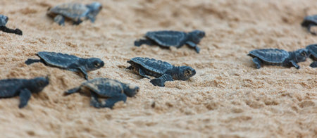 The turtles hatch from their eggs and crawl along the sand towards the ocean.の写真素材